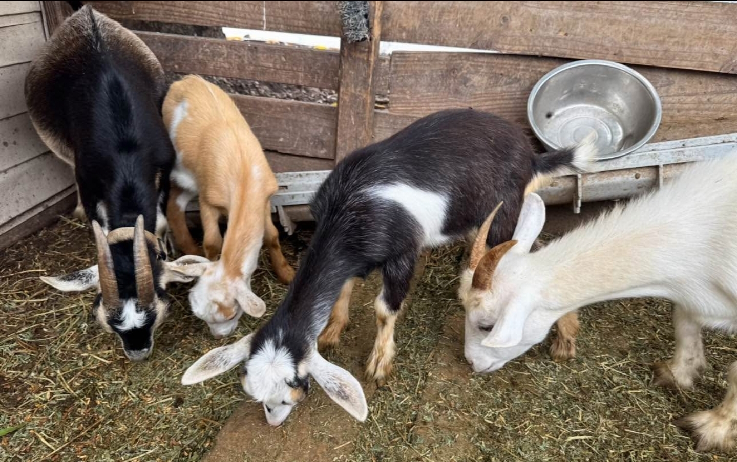 Goat for Rent in Miami, Fort Lauderdale & West Palm Beach! Perfect for birthdays, petting zoos & events. Serving all South Florida counties